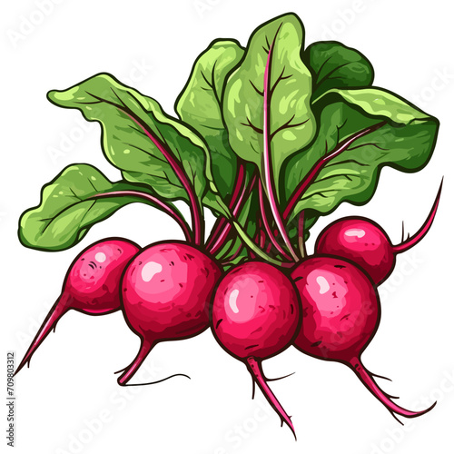Bunch of radishes vector illustration