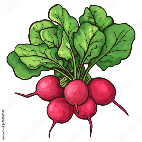 Bunch of radishes vector illustration