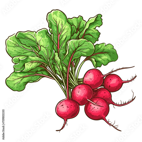 Bunch of radishes vector illustration