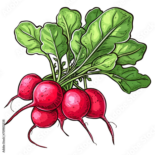 Bunch of radishes vector illustration