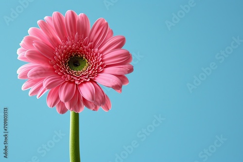 Image of a single standout gerbera  towering above  shot from below to focus on its unique springtime bloom 