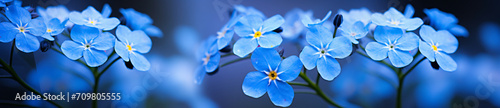 Two photos of blue forgetmenot flowers with blurry backgrounds, in the style of abstract organic shapes, subtle atmospheric perspective, topcor 58mm f/1.4, bio-art, wimmelbilder, shaped canvas, rangef © Possibility Pages