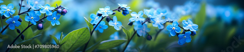 Two photos of blue forgetmenot flowers with blurry backgrounds, in the style of abstract organic shapes, subtle atmospheric perspective, topcor 58mm f/1.4, bio-art, wimmelbilder, shaped canvas, rangef photo