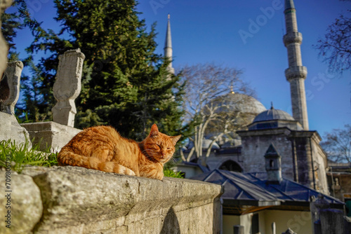 stray cat of istanbul street portrait