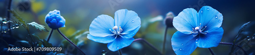 A beautiful closeup of two blue flowers, in the style of bokeh panorama, leica cl, shaped canvas, soft-focus portraits, wimmelbilder

 photo