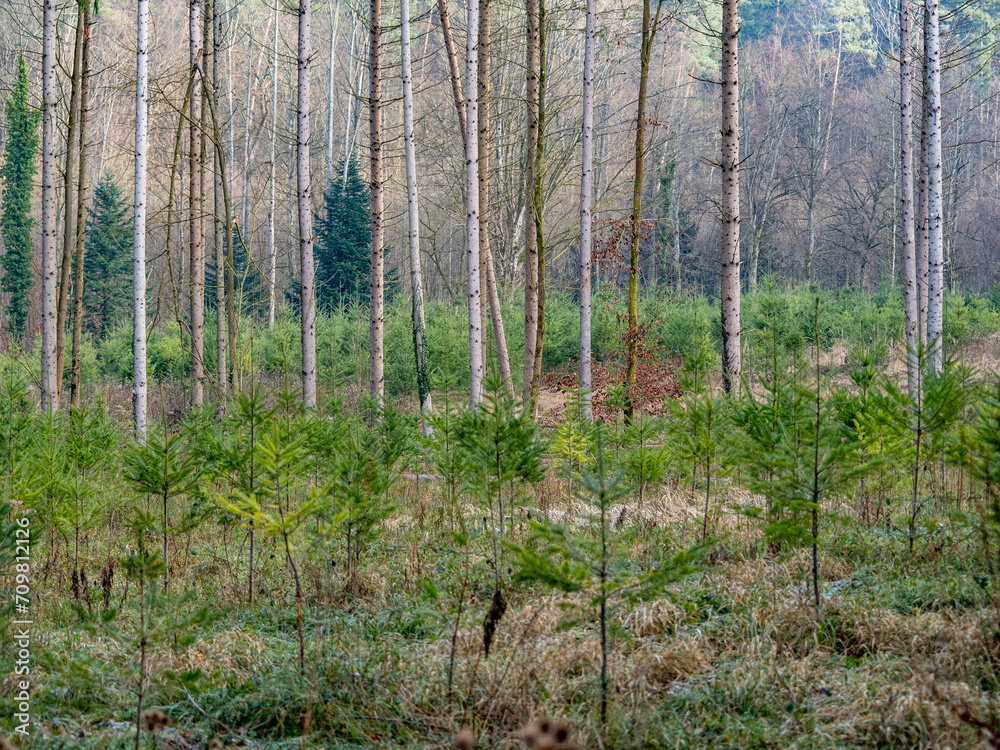 Wiederaufforstung im Fichtenwald