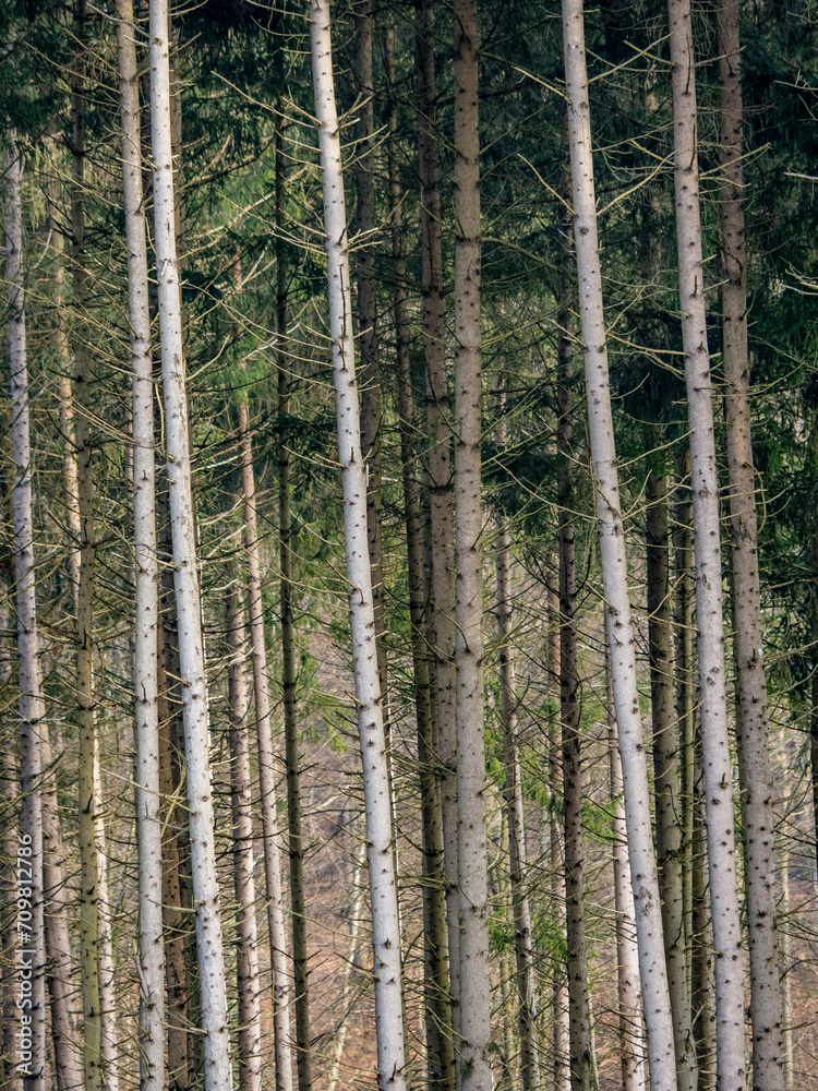 Fototapeta premium Wiederaufforstung im Fichtenwald