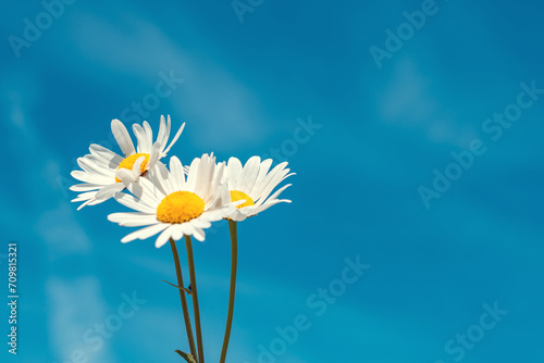 summer bouquet of daisies in hand against the blue sky