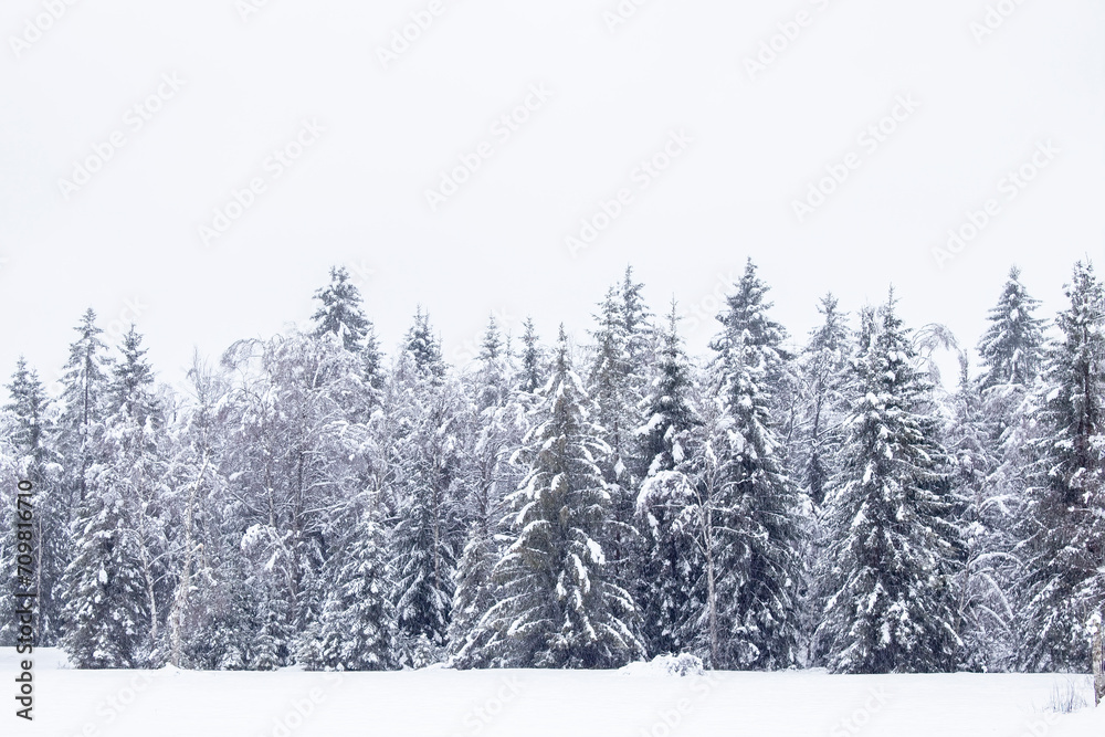 Winter white forest with snow. Weather concept. Winter, frost, cold snap in winter Winter white forest with snow. Weather concept. Winter, frost, cold snap in winter