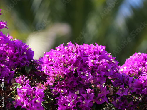 purple triplet flowers on a sunny day photo