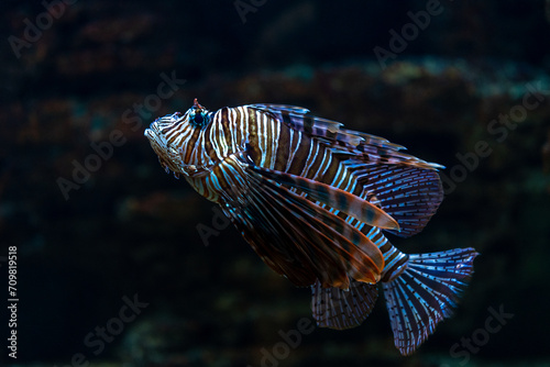 Devil firefish or lion fish swimming in aquarium.