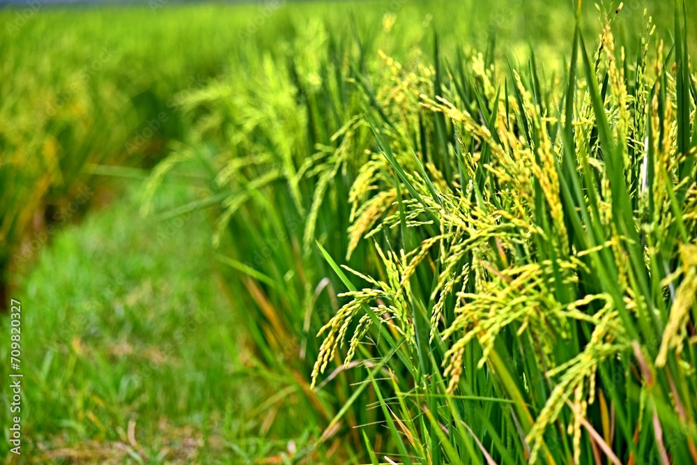 Obraz premium Rice grows abundantly in the Rawa Pening Ambarawa lake area