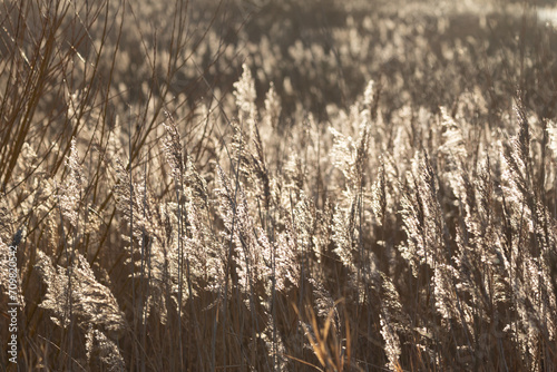 Backlit reedbeds in Yorkshire in low morning sunshine. Photographed in January, Winter photo