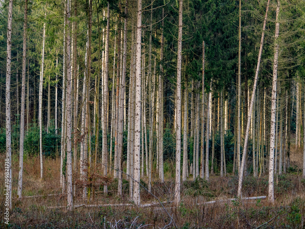 Wiederaufforstung im Fichtenwald Wiederaufforstung im Fichtenwald