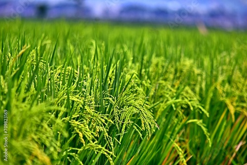 Rice grows abundantly in the Rawa Pening Ambarawa lake area photo