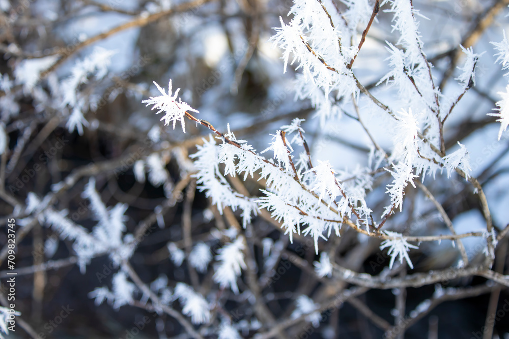 Ice crystals on a tree. Winter landscape. Weather change concept. Winter, frost, cold snap in winter Ice crystals on a tree. Winter landscape. Weather change concept. Winter, frost, cold snap in winter