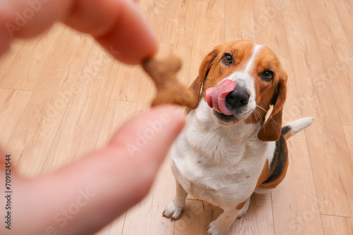 Unrecognizable person feeding beagle. Happy dog taking treat from male hand at home.