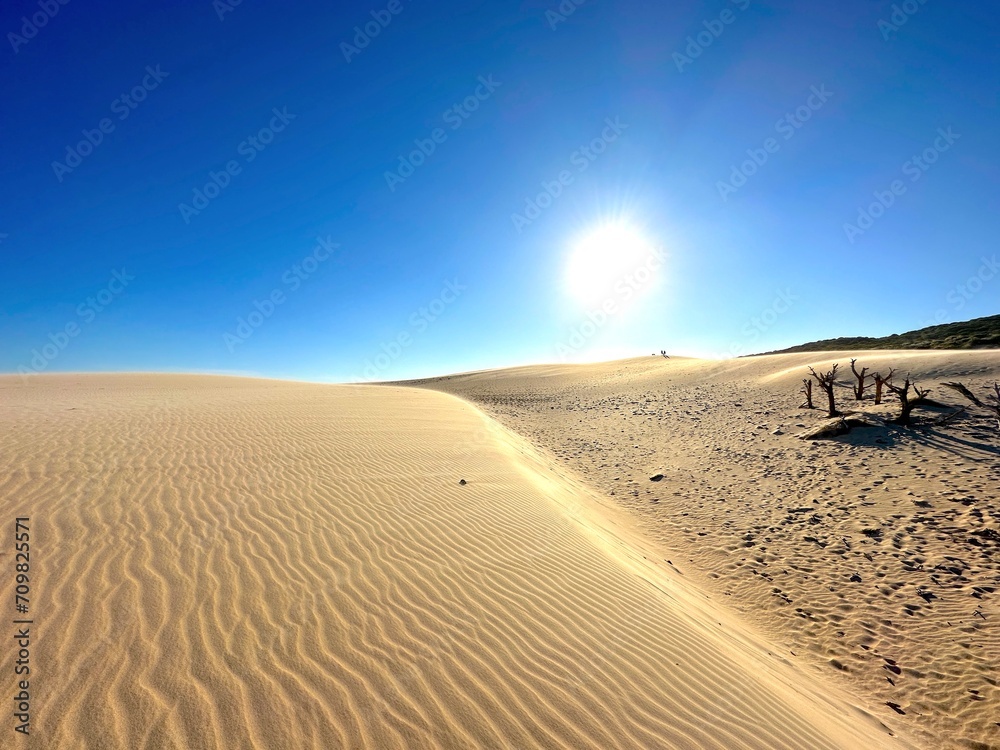 high sandy dune landscape near Valdevaqueros with dry tree trunks and the sun, Tarifa, Cadiz, Andalusia, Spain, fantastic landscape, tourism, travel	