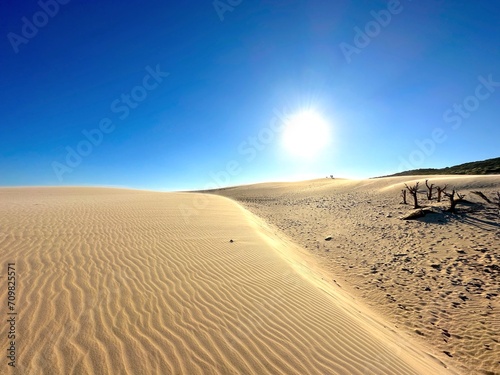 high sandy dune landscape near Valdevaqueros with dry tree trunks and the sun, Tarifa, Cadiz, Andalusia, Spain, fantastic landscape, tourism, travel 