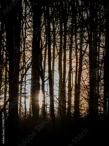 Sonnenlicht scheint durch die Bäume im Wald