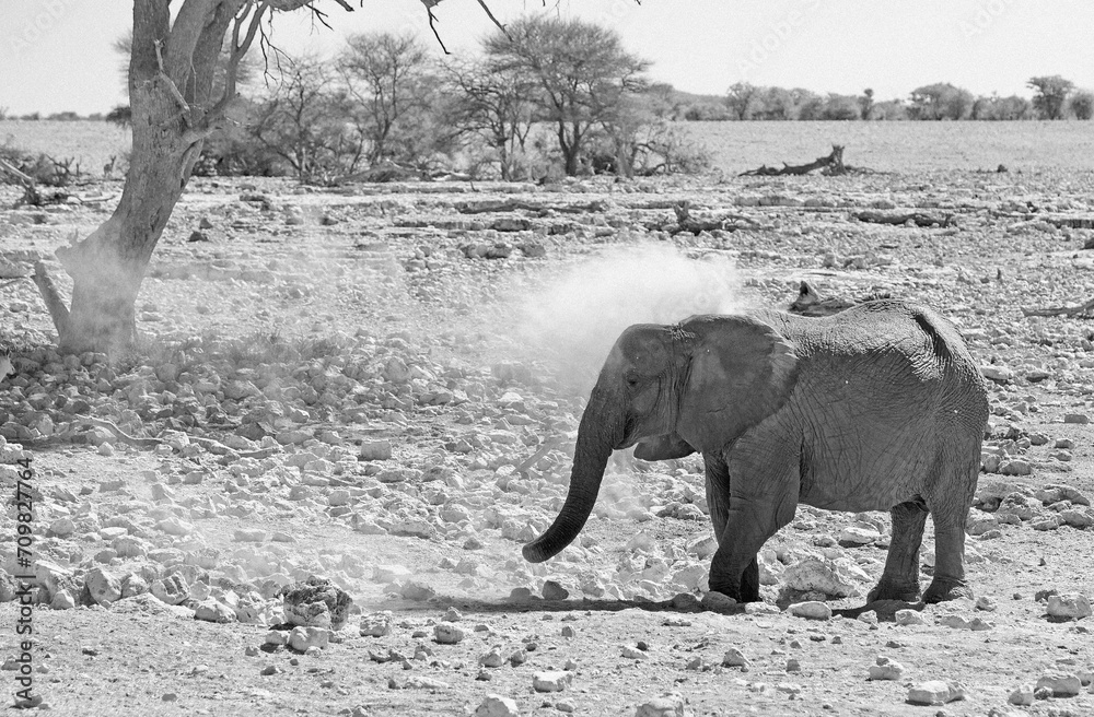 Lone African elephant on the dry dusty plains spraying itself with dust to protect it's skin - flying dust particles are presnt.