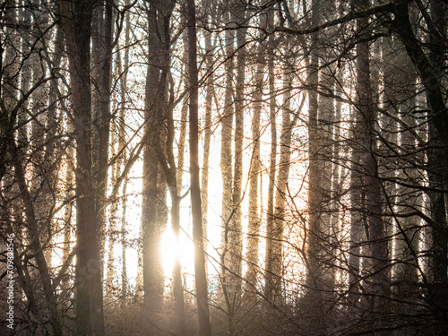Sonnenlicht scheint durch die Bäume im Wald