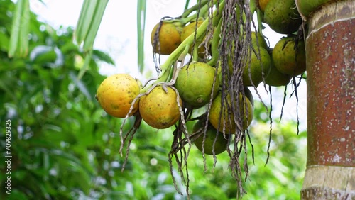 Yellow and green ripe betel nuts hanging on the tree. Areca fruits on a tree. photo