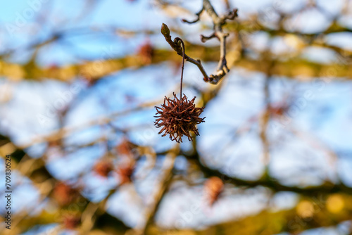 American storax or Liquidambar styraciflua in winter with spiky seeds photo