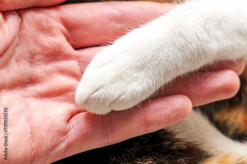 A cat paw in a man hand in veterinary clinic. © Pavel Iarunichev
