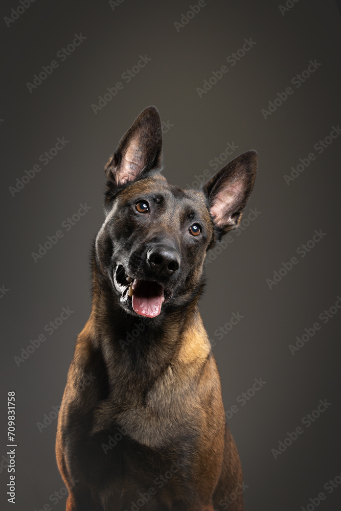 portrait of a Belgian Malinois dog on a gray background portrait of a Belgian Malinois dog on a gray background