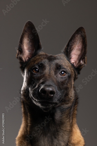 portrait of a Belgian Malinois dog on a gray background © Maria