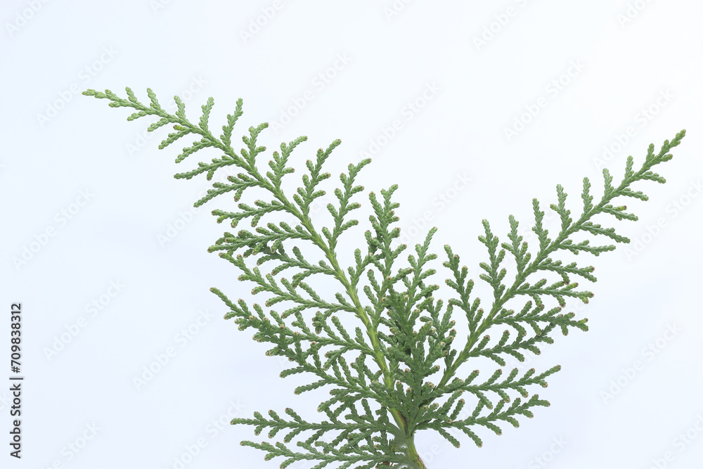 leaves of Thuja Orientalis on white background leaves of Thuja Orientalis on white background
