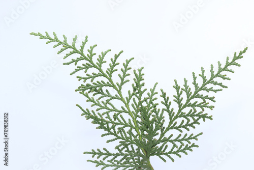 leaves of Thuja Orientalis on white background © UMIT