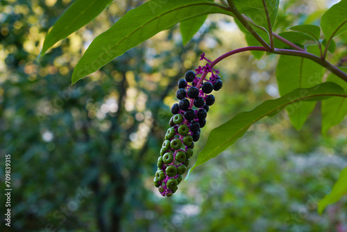 A cluster of pokeweed berries