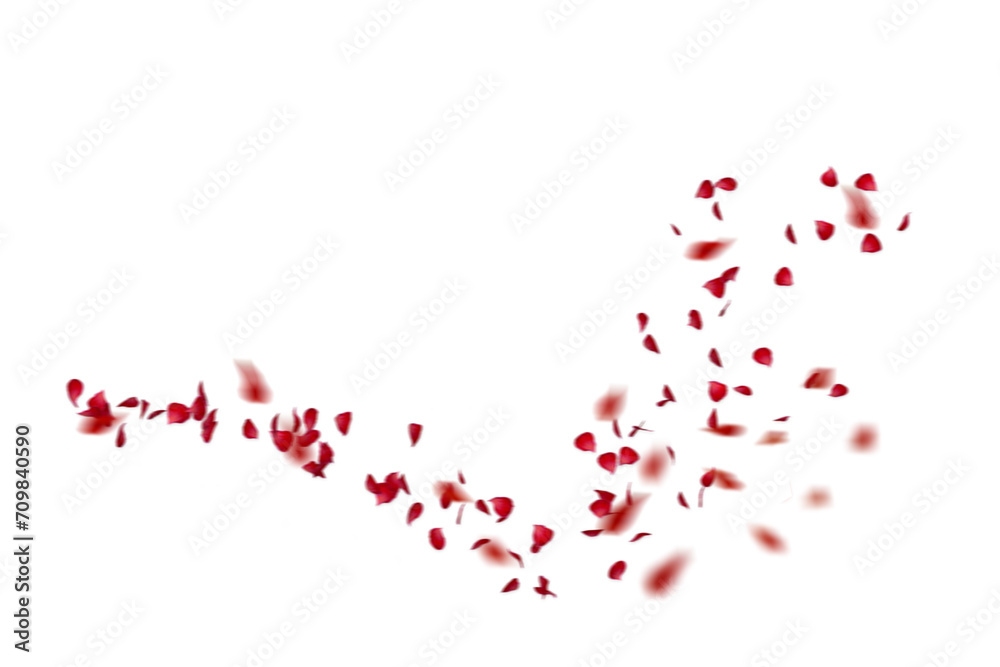 Petals overlayRed rose collection set of petals isolated on a transparent background. Red flower petals png. Floating red rose petal. Love valentines day postcard