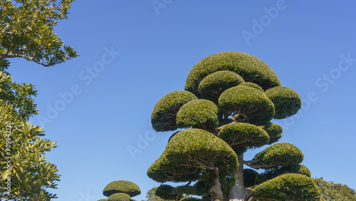Foto きれいに剪定された日本の庭木