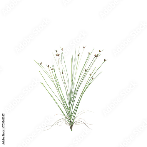 3d illustration of isolepis cernua bush isolated on transparent background