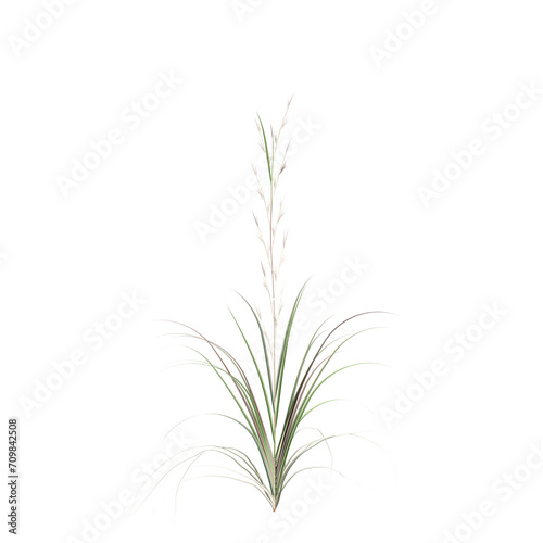3d illustration of andropagon virginicus bush isolated on transparent background