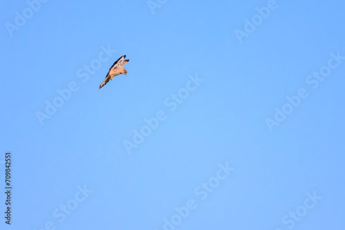 ホバリングする美しいチョウゲンボウ（ハヤブサ科）。日本国栃木県栃木市、渡良瀬遊水地にて。 ラムサール条約登録地。 2024年1月7日撮影。Beautiful Common Kestrel (Falco tinnunculus : family comprising falcons) in hovering.At WATARASE Retarding Basin, Tochigi, Ja