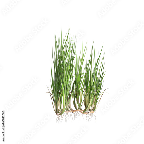 3d illustration of acorus gramineus bush isolated on transparent background