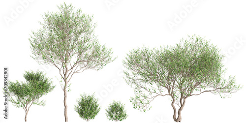 3d illustration of set Olearia paniculata trees isolated on transparent background