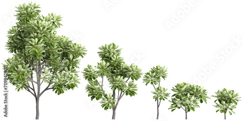 3d illustration of set Meryta sinclairii tree isolated on transparent background