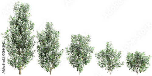 3d illustration of set Pittosporum crassifolium trees isolated on transparent background