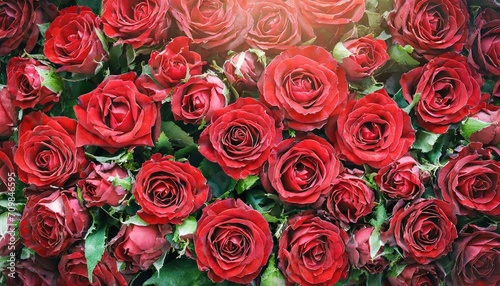 Petals in Bloom: Top View Red Rose Flower Wall Display