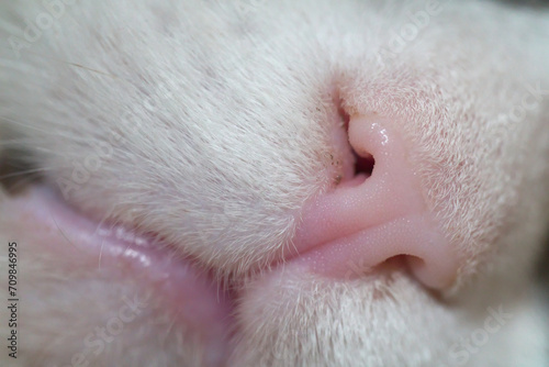closeup of cat 's nose (vers. 2)