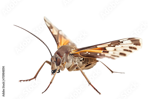 Close up of Moth Insect isolated on transparent png background, entomology collection, anatomy of insect concept. © TANATPON