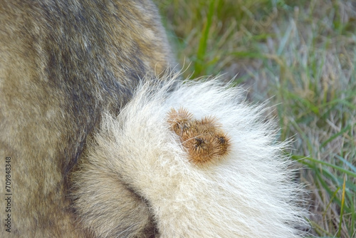 A thistle or burdock hangs from the dog's hair.