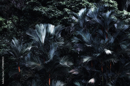 Obraz na plátne Silver-leaved Areca palms take center stage, while the background showcases lush tropical greenery, all bathed in a moonlit glow