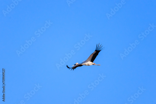                                                                                                                                                                       2024   1   7              Beautiful and big Oriental White Stork  Ciconia boyciana  family comprising storks  in flight.  At WATARASE Retarding Basin  Toc