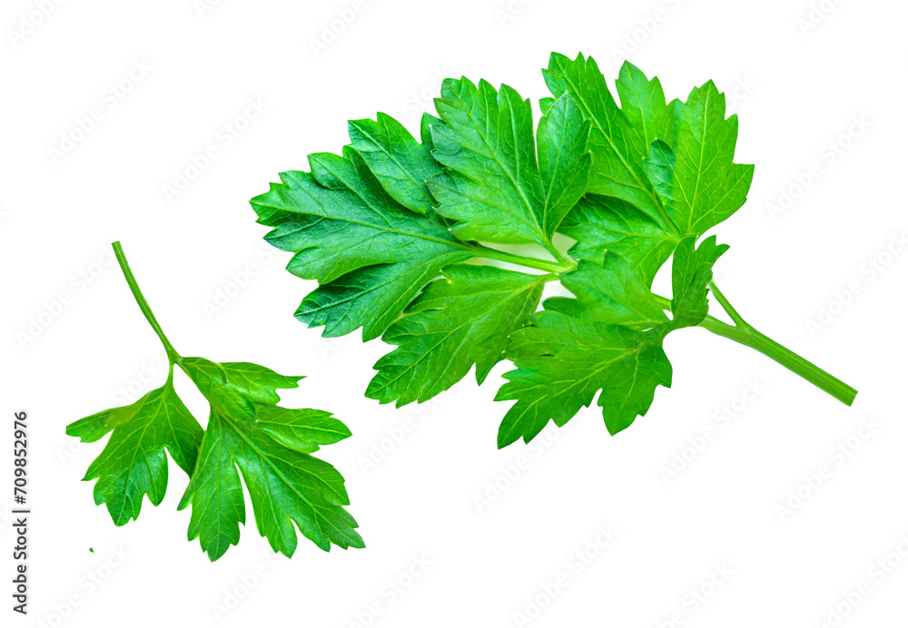 Parsley leaf isolated on white background. Fresh Parsley herb collection. Pattern. Package design element Parsley leaf isolated on white background. Fresh Parsley herb collection. Pattern. Package design element